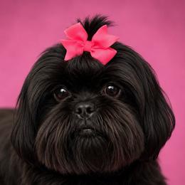 Lilah - Shih Tzu