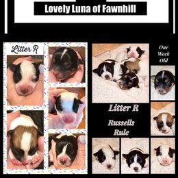 Beagle, Jack Russell Terrier, and Russell Terrier Puppies from Mountain Top