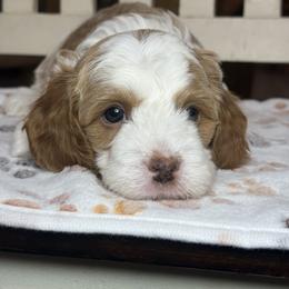 Chippy - Red male Cavapoo puppy in Yuciapa, California from AlltheDoodlez_