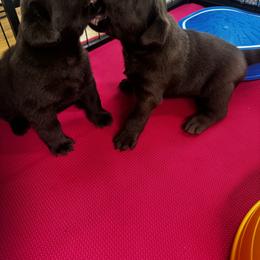 Labrador Retriever Puppies from Enchanted Garden Labradors