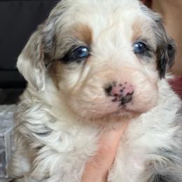 Bruno - Blue merle male Aussiedoodle puppy in Omro, Wisconsin from Crystal Ridge Doodles