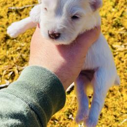 Valentine - Wheaten male Miniature Schnauzer puppy in Alabama from Little River Miniature Schnauzers