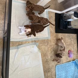 Cockapoo, Dachshund, and Miniature Schnauzer Puppies from LUXEYPUPS