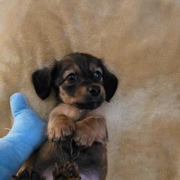 Boy 2 - Chocolate male Dachshund puppy in Hattiesburg, Mississippi from Precious Doxies