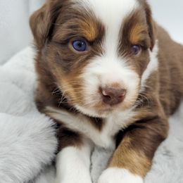 Australian Shepherd Puppies from Happy Aussie Kennels