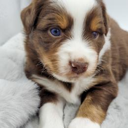 Australian Shepherd Puppies from Happy Aussie Kennels