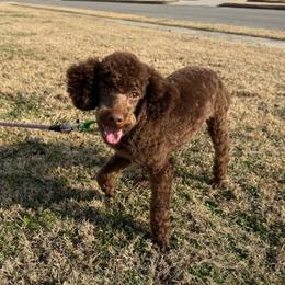 Drax - Poodle