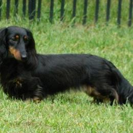 Dachshund All Grown Up from Proud Lake Dachshunds