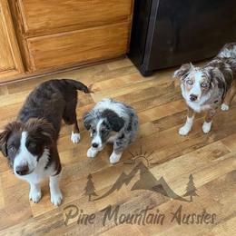 Australian Shepherd Puppies from Pine Mountain Aussies