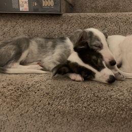 Silken Windhound Puppies from Regalant Silken Windhounds