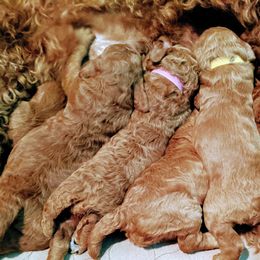 Poodle Puppies from Selene McAleer