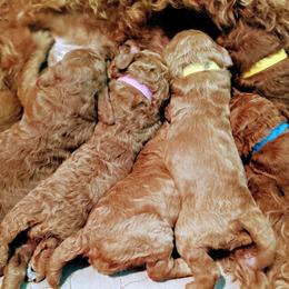 Poodle Puppies from Selene McAleer