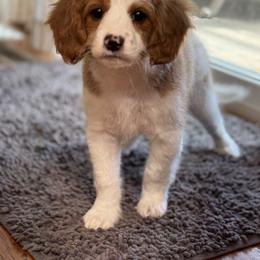 Bernedoodle and Cavapoo Puppies from Apricot Roots Doodles