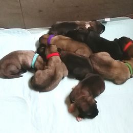 Anatolian Shepherd Dog Puppies from Alaturkay Anatolians since 1987