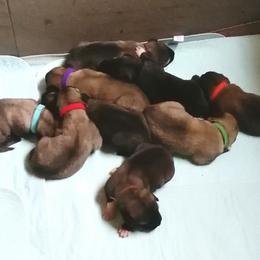 Anatolian Shepherd Dog Puppies from Alaturkay Anatolians since 1987