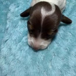 Aang - Piebald male Dachshund puppy in Jarales, New Mexico from Poker Paws Dachshunds