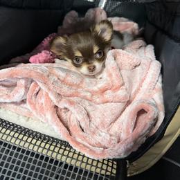 Chihuahua Puppies from Home Grown Chihuahuas From Iowa