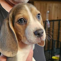 Blue Collar - Blue tan and white male Beagle puppy in Knoxville, Tennessee from River Valley Hounds