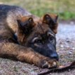 German Shepherd Puppies from vom Grenze Stadt German Shepherd Dogs
