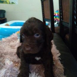Labradoodles from Bonner Doodle Babies