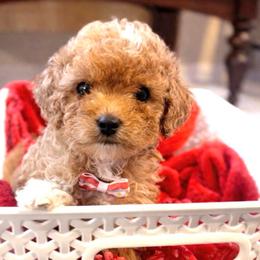 Elmo - Red male Cavapoo puppy in Liberty Hill, Texas from Cuddlebug Cavapoos of Austin