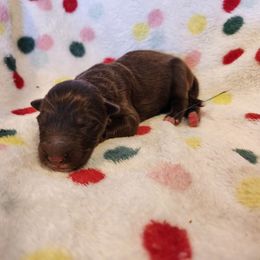 Brulee - Liver female German Shepherd puppy in Los Lunas, New Mexico from Mali's German Shepherds