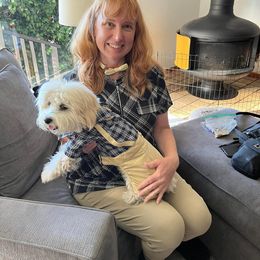 Shichon All Grown Up from Loving Paws Teddy Bear Patch