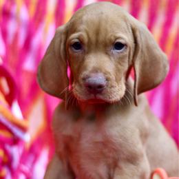 Tigger - Golden rust male Vizsla puppy in Bloomington, Indiana from Envizion