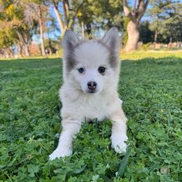 Twinkle - Gray and white female Pomsky puppy in La Verne, California from Red Cedar Pomskies