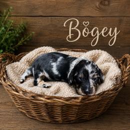Bogey - Dapple male Dachshund puppy in Tyner, Kentucky from Lil’ Town Aussies