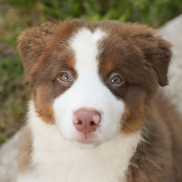 Australian Shepherd Puppies from Davishire Australian Shepherds