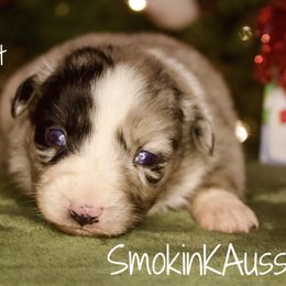 Jessie - Blue merle female Australian Shepherd puppy in Grapeland, Texas from Smokin K Aussies