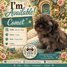 Comet - Liver male Shih Tzu puppy in Mesa, Arizona from House of Zen Shihtzus