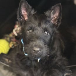 Scottish Terrier Puppies from Capstone Scottish Terriers
