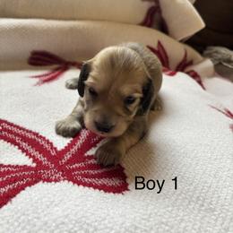Boy 1 - Cream male Dachshund puppy in Randolph, Mississippi from Barnes Family Kennel