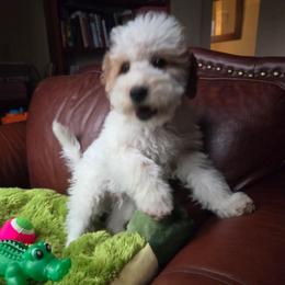 Goldendoodle puppies from Nesting Dolls