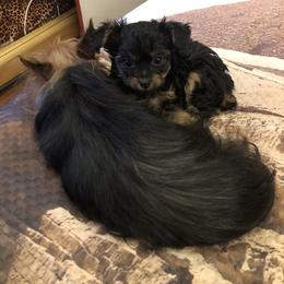 Poodle and Yorkipoo Puppies from Tuts Pups Cafe