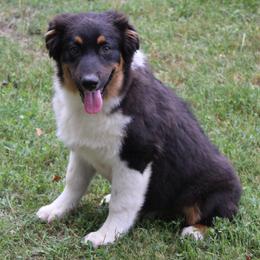 Weston - Black tri-color male Australian Shepherd puppy in Kansas, Oklahoma from Windy G Farm