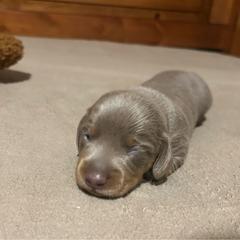 Pooh - Fawn (isabella) and tan male Dachshund puppy in Louisa, Kentucky from Mini Doxies of Eastern KY