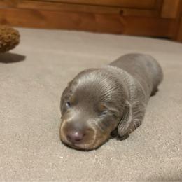 Pooh - Fawn (isabella) and tan male Dachshund puppy in Louisa, Kentucky from Mini Doxies of Eastern KY