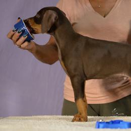 Blue collar boy - Red and rust male Doberman Pinscher puppy in Santa Clarita, California from Riviera Dobermans