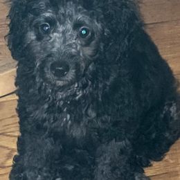 Poodles from Esfir's Miniature Poodles