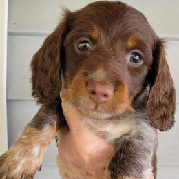 Dachshunds from Kimberley's Dachshunds