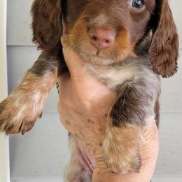 Dachshunds from Kimberley's Dachshunds