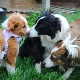 English Shepherd All Grown Up from Flashbar Farm English Shepherds