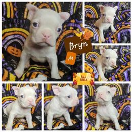 Bryn - Seal and white Boston Terrier puppy in Boston, Massachusetts from Boston Collections