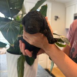Girl 4 - Black female Poodle puppy in Walpole, Massachusetts from Harborstone Poodles and Terriers