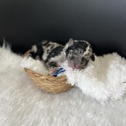 Mittens - White and blue merle male Bordoodle puppy in Valley Center, California from Circle R Valley Bordoodls