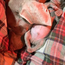 Weimaraner Puppies from Alpha Weims by The Mattas Kennel