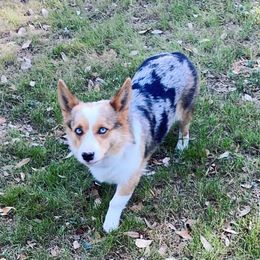 Emma - American Corgi